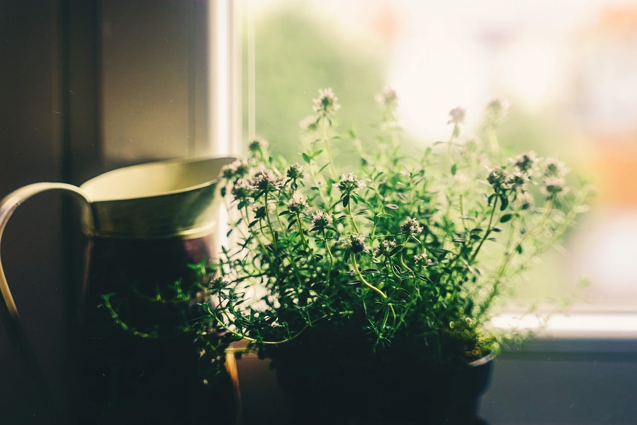 Dépolluer l'intérieur de votre maison grâce aux plantes vertes