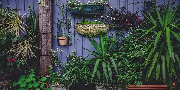 Quelles plantes dans son jardin pour repousser les insectes ?