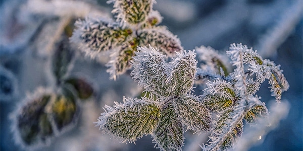 Comment protéger ses plantes de l’hiver ?