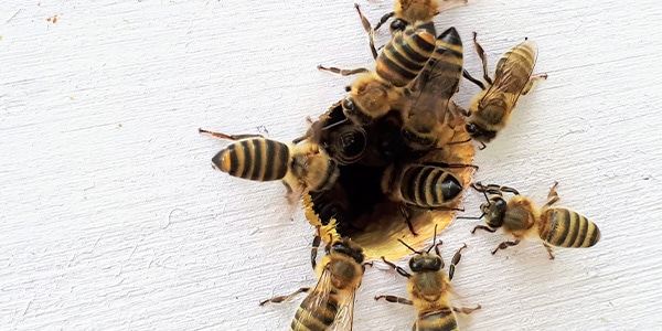 Comment protéger les abeilles du froid ?