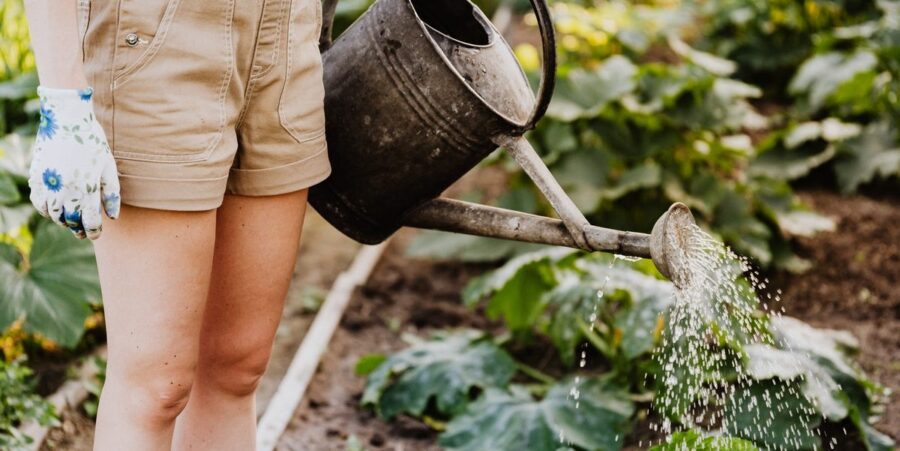 Conseils de jardinage : A quelle fréquence dois-je arroser mon potager ?