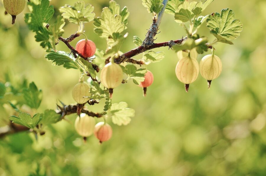 Quel arbre faut-il avoir dans son jardin ?