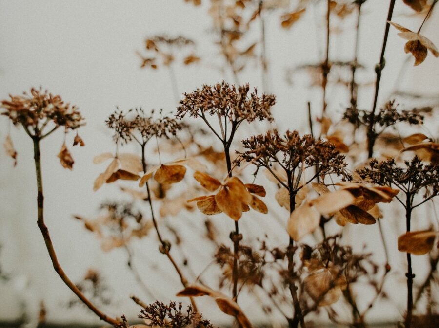 Les fleurs et plantes en automne