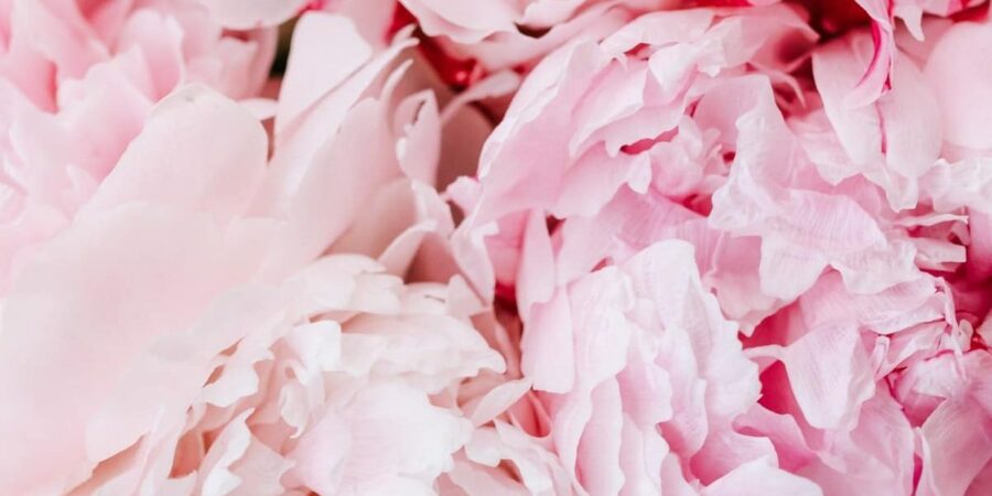 Les pivoines, fleurs idéales pour décorer sa maison