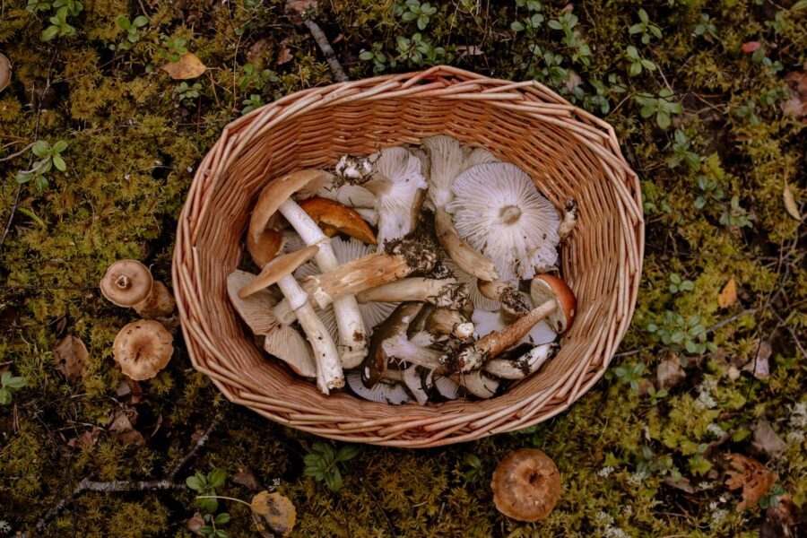 Les champignons comestibles