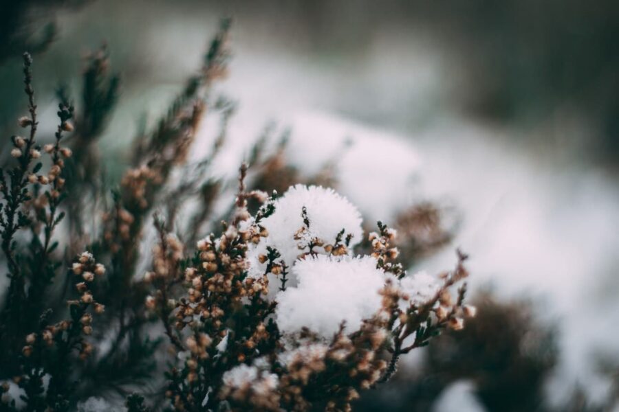 Quelles fleurs est-il possible de planter l’hiver ?