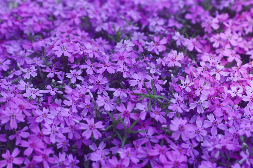 fleurs violette