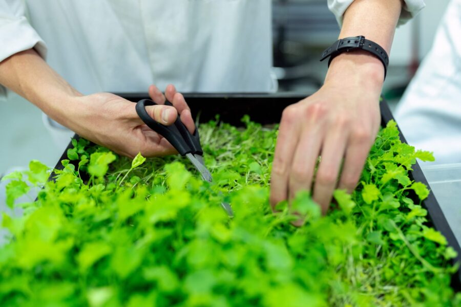 Quelles plantes mettre dans des jardinières ?