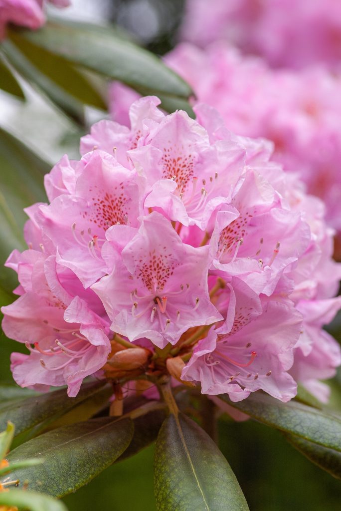 rhododendron rose pâle