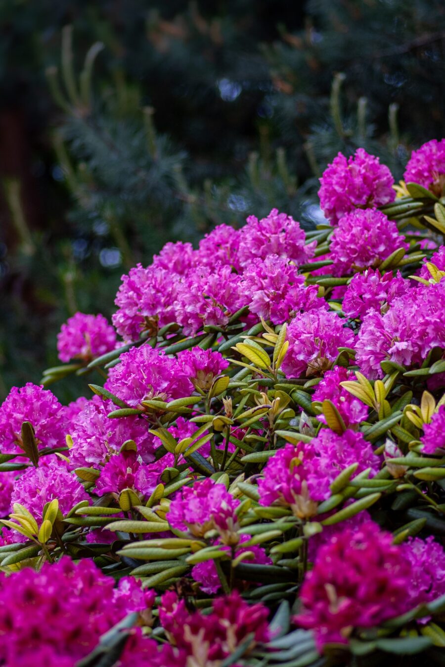 Tout savoir sur le rhododendron en pot