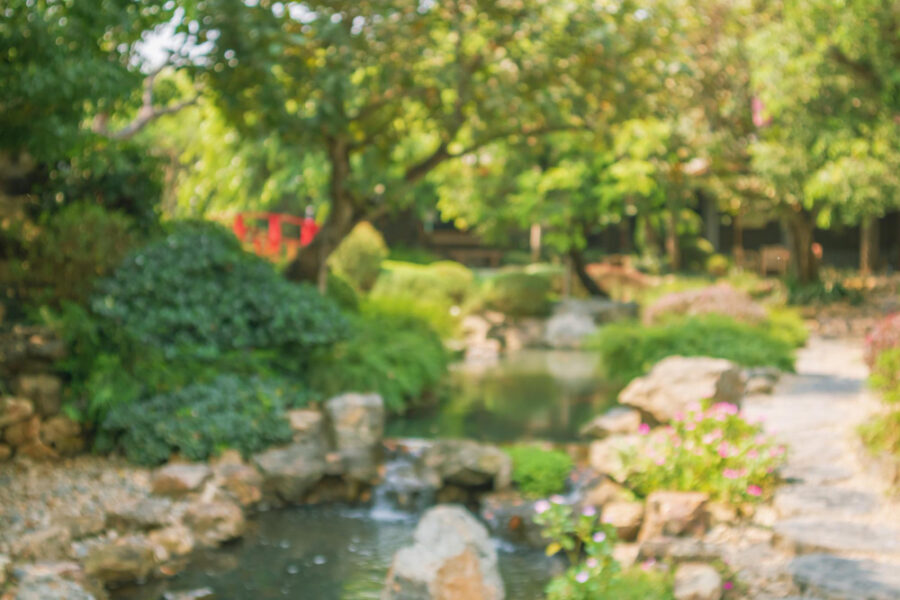 Le jardin aquatique : comment le réussir ?