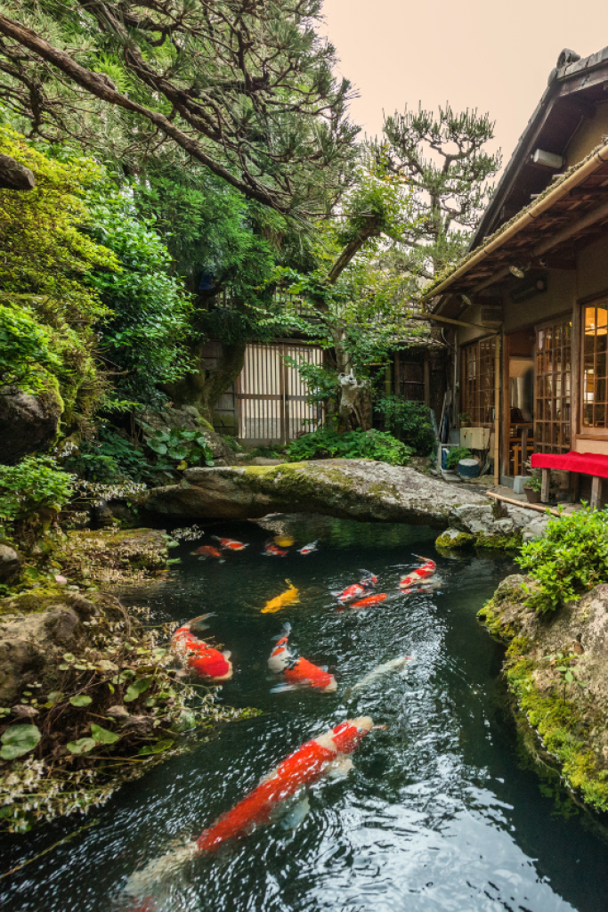 jardin japonais avec étang contenant des poissons