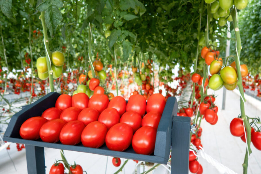 L’intérêt des serres à tomates pour votre jardin