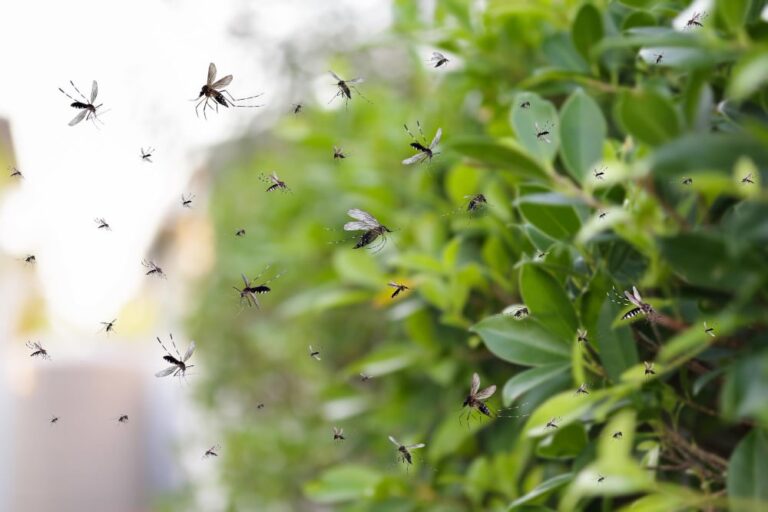 un essaim de moustiques volant dans le jardin