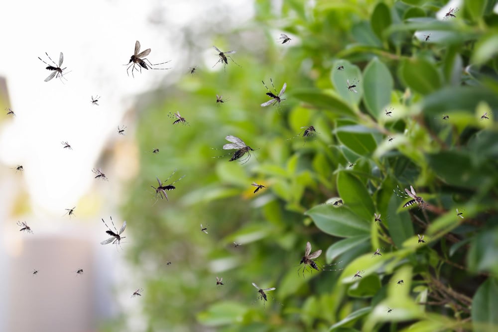 Les méthodes naturelles pour protéger votre jardin des insectes nuisibles