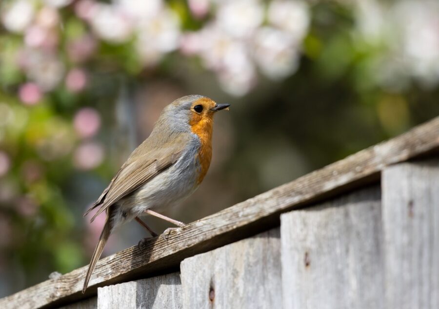 5 astuces efficaces pour attirer les oiseaux dans votre jardin