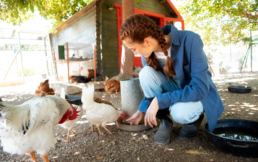 Construire un poulailler de A à Z : Les étapes essentielles pour réussir votre projet d’élevage de poules