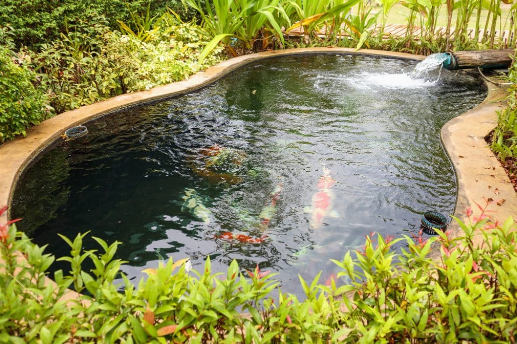 un bassin de jardin