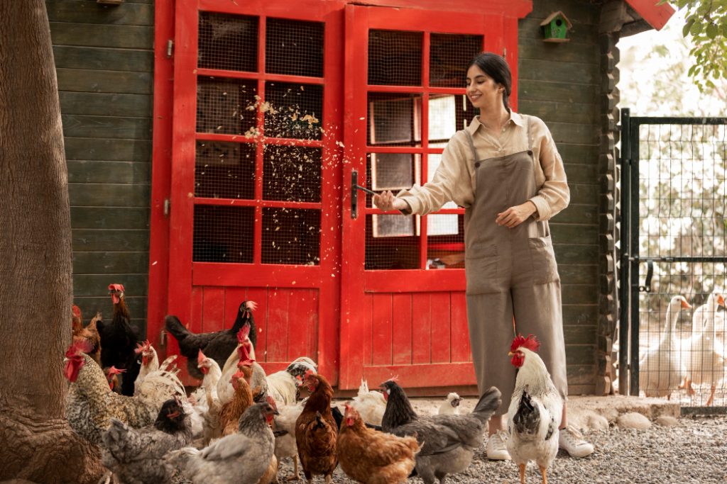 femme nourrissant ses poules