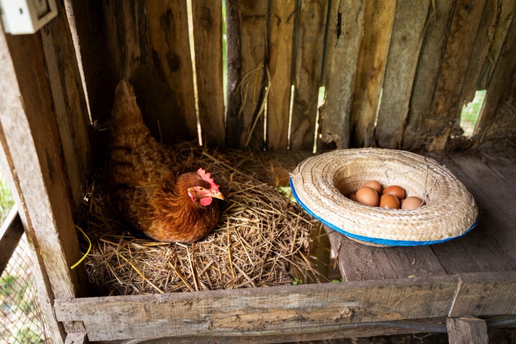 poule qui pond des œufs dans un poulailler