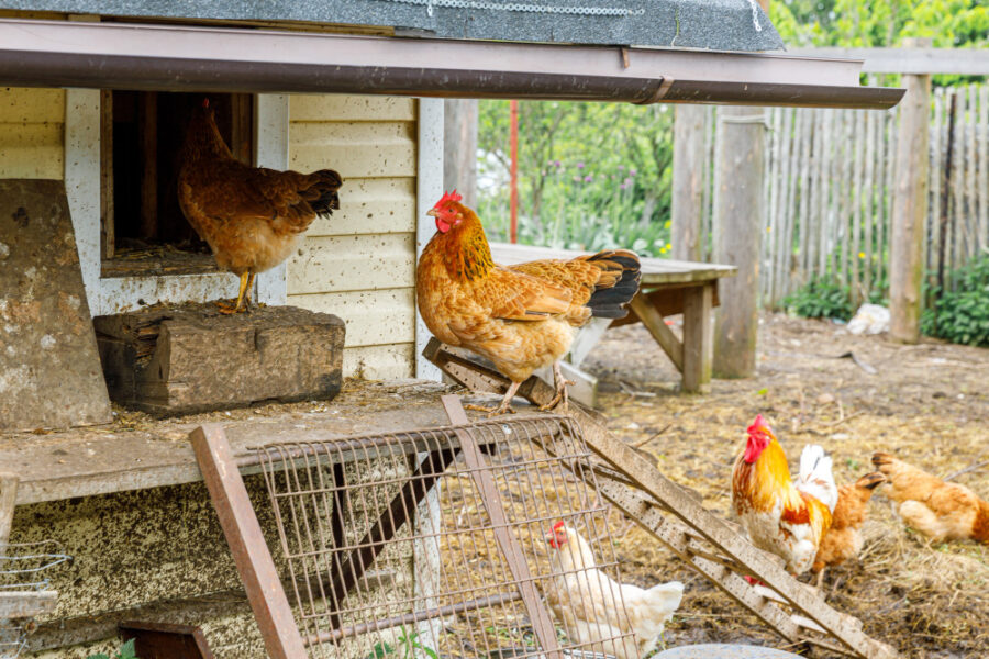 Créez le perchoir idéal pour vos poules : conseils et astuces