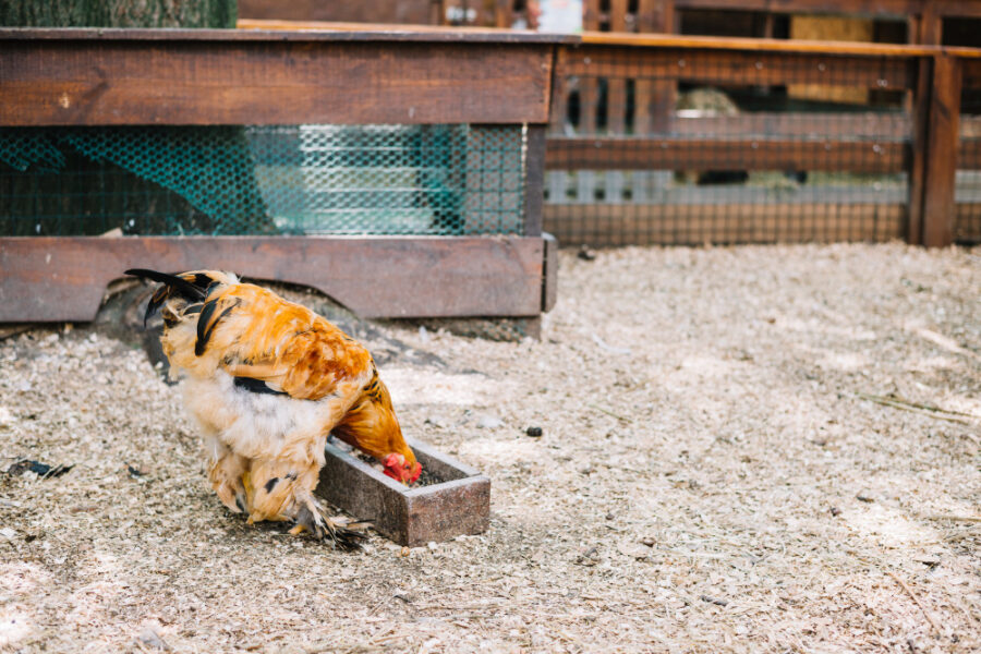 Choisir la meilleure mangeoire pour vos poules : le guide ultime