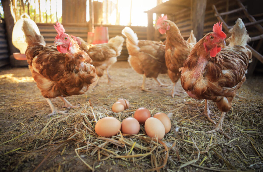 Le pondoir de poulailler idéal : Un espace confortable, hygiénique et productif pour vos poules pondeuses