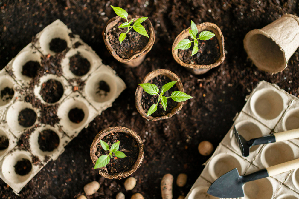 Les semences et plants : des acteurs clés dans la production agricole et la biodiversité