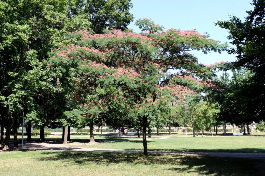 Quand et comment planter un Albizia julibrissin ?