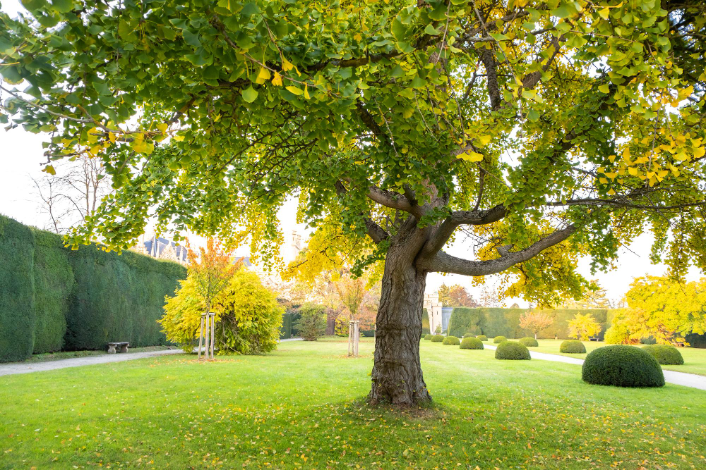 La hauteur des arbres entre voisins : réglementation et bon voisinage