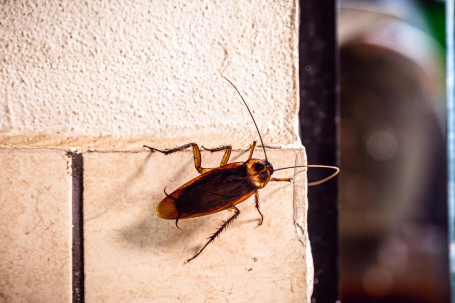 Comment traiter les cafards de jardin ?