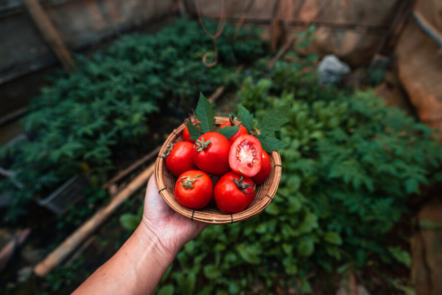 Le meilleur moment pour planter des tomates : optimiser vos récoltes