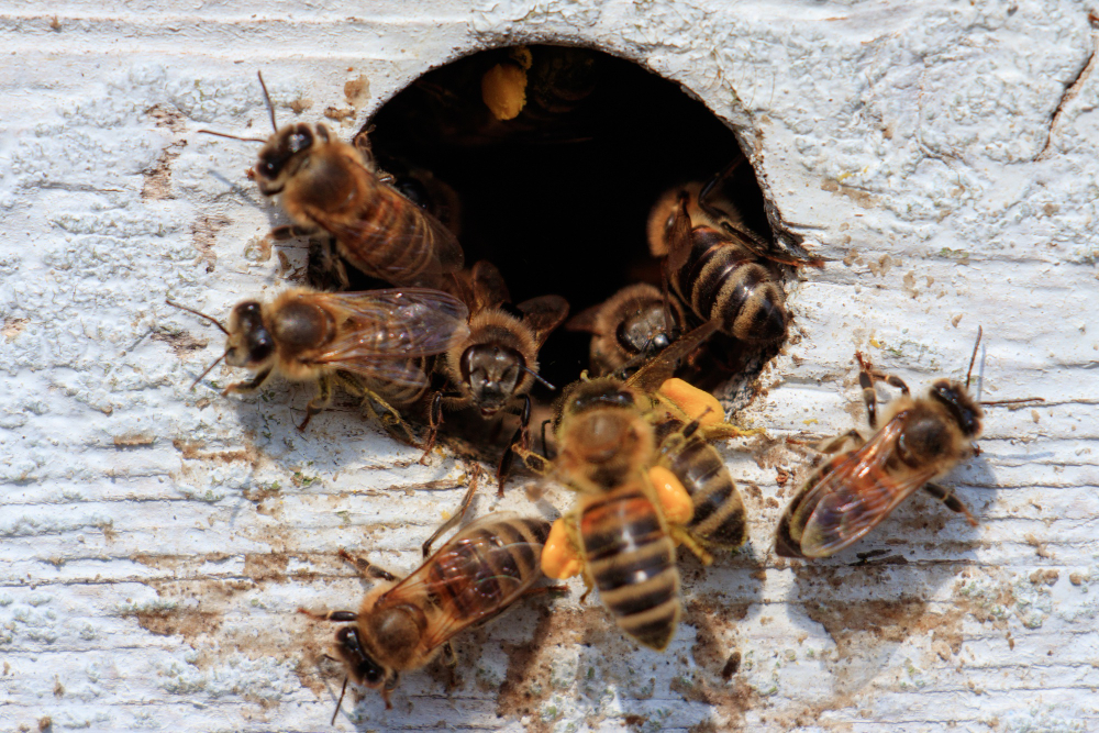 trous nid abeille