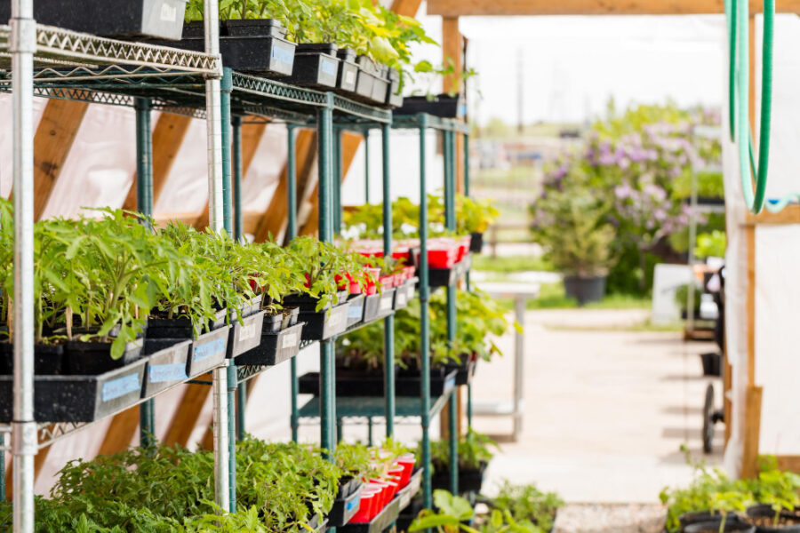 Le rayon vert chez Gamm Vert : une gamme variée d’articles pour le jardinage