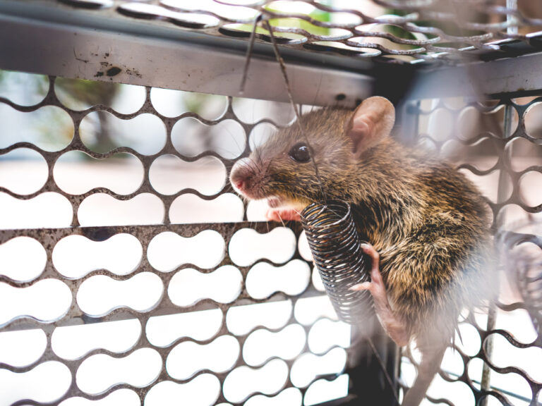 souris vivante dans un piège