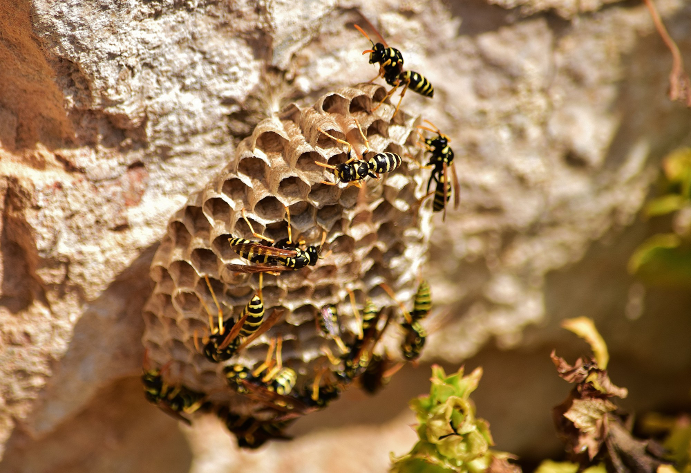 nid de guêpes dans la nature