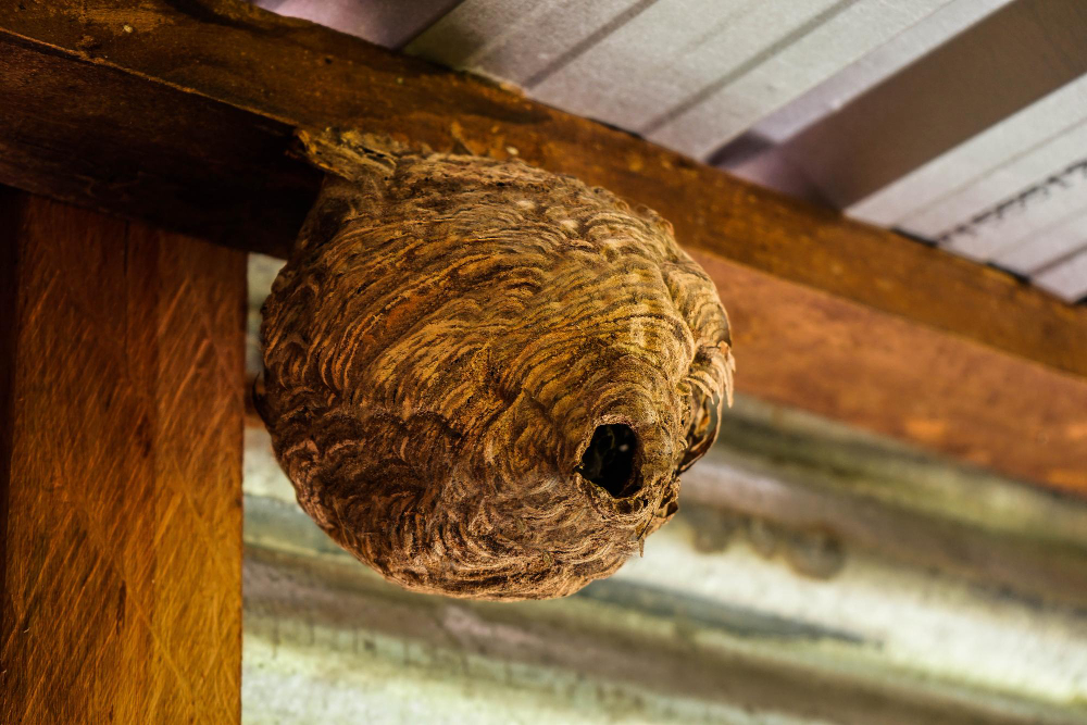 Les méthodes efficaces pour éliminer les nids de guêpes