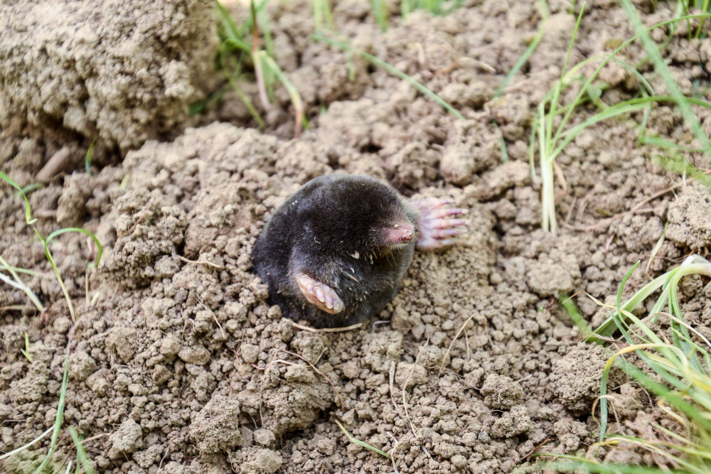 une taupe dans un jardin