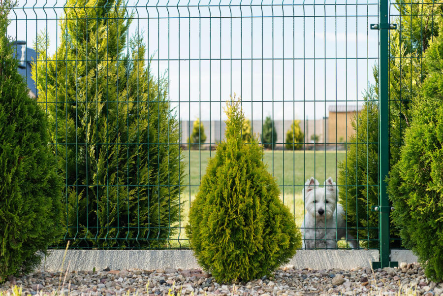 Clôture de jardin : les avantages du grillage rigide