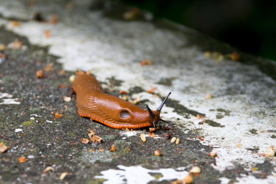Bicarbonate anti-limaces : astuce écolo au jardin