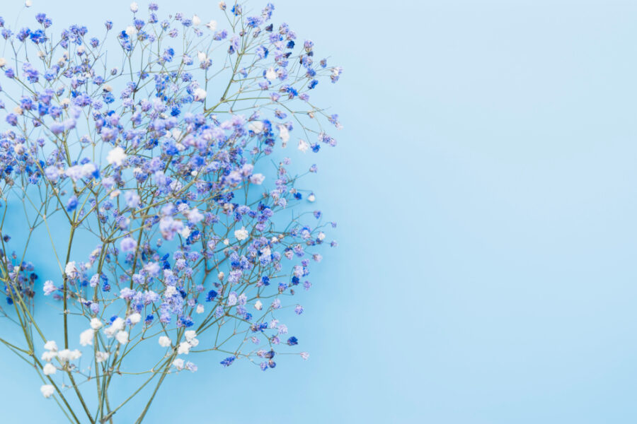 Myosotis : culture et symbolique “ne m’oubliez pas”