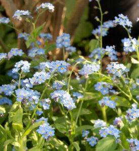 Myosotis dans jardin