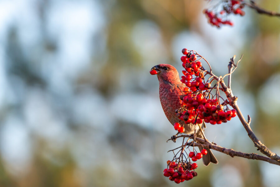 Sorbier des oiseleurs : jardin et refuge à oiseaux