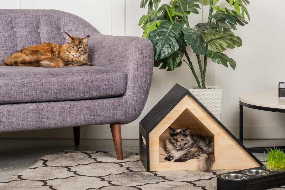 deux chats dans une maison