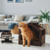 un chat dans une maison