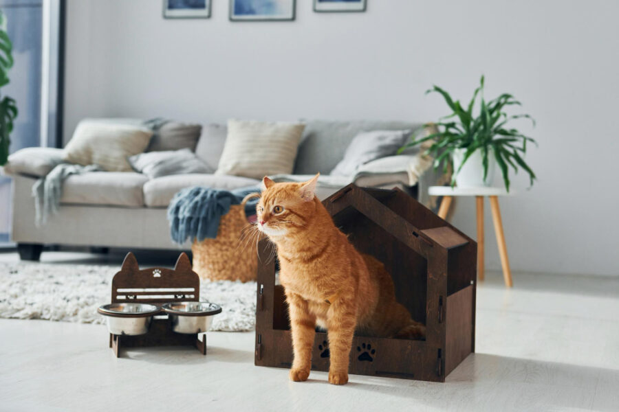 Comment assurer le bien-être de son chat au quotidien : bonnes pratiques et erreurs à éviter
