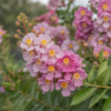 découvrez pourquoi le lilas des indes est parfait pour un jardin sans entretien : facile à cultiver, résistant à la sécheresse et offrant une floraison spectaculaire tout l’été. idéal pour un espace extérieur beau et sans contraintes !