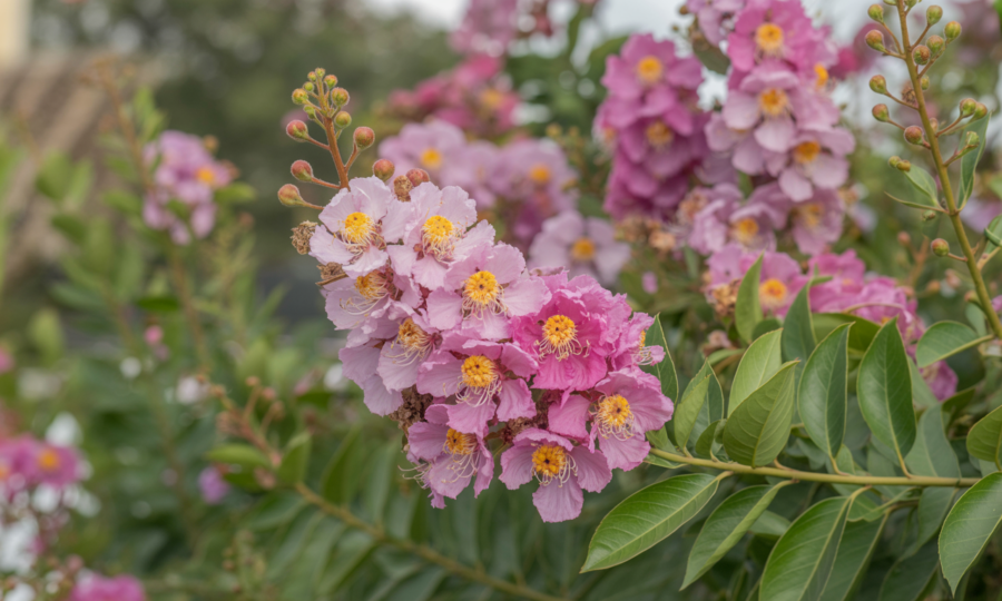 Pourquoi le lilas des indes est-il idéal pour un jardin sans entretien ?