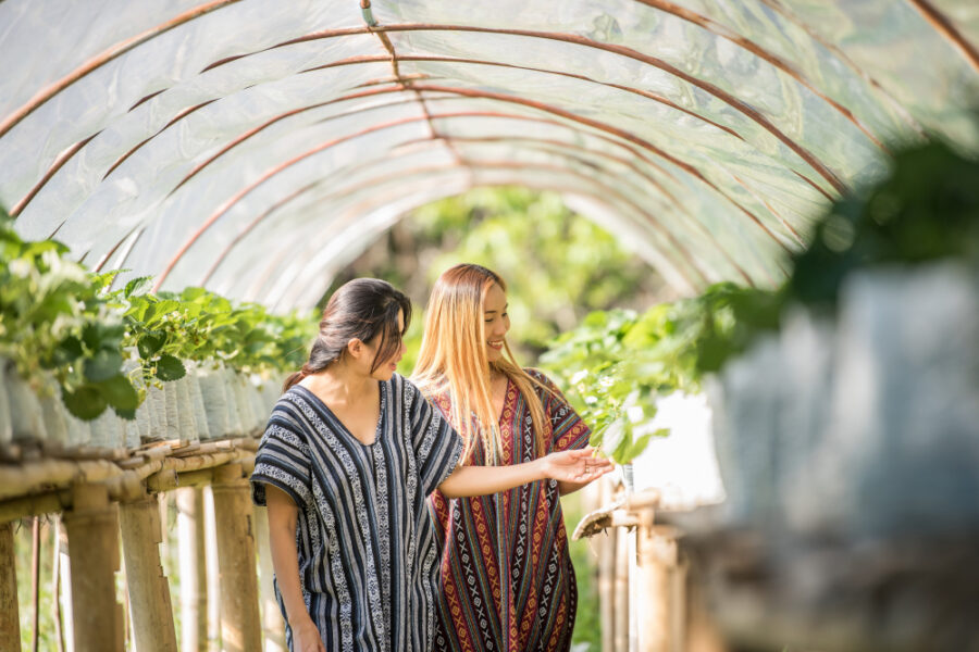 Comment choisir la serre tunnel idéale pour votre jardin : guide complet
