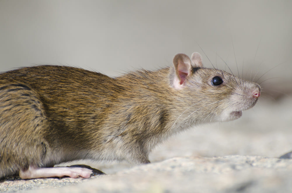 rat gris nuisible